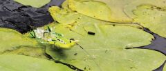 Savage gear Hollow Ducklıng Wedless 7.5cm 15g 03-Yellow