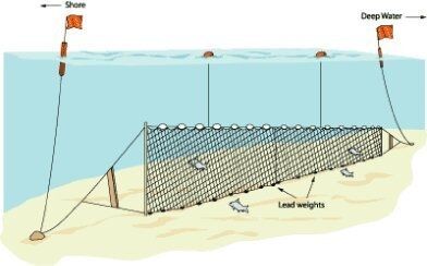 Yarı Profesyonel Sazan Ağı 50 Metre 0,20 mm Misina