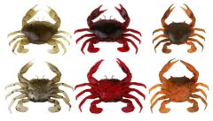 Savage gear LB 3D Manic Crab 5 cm 4 Adet Sahte Balık Tan Crab