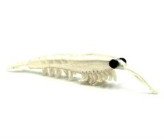NIKKO OKIAMI SHRIMP M 42MM PEARL WHITE #107 SİLİKON YEM